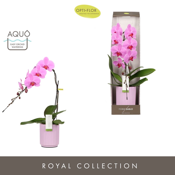 <h4>Phalaenopsis overig roze (enkele ta</h4>