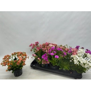 LEWI CO HAPPY CO GEM