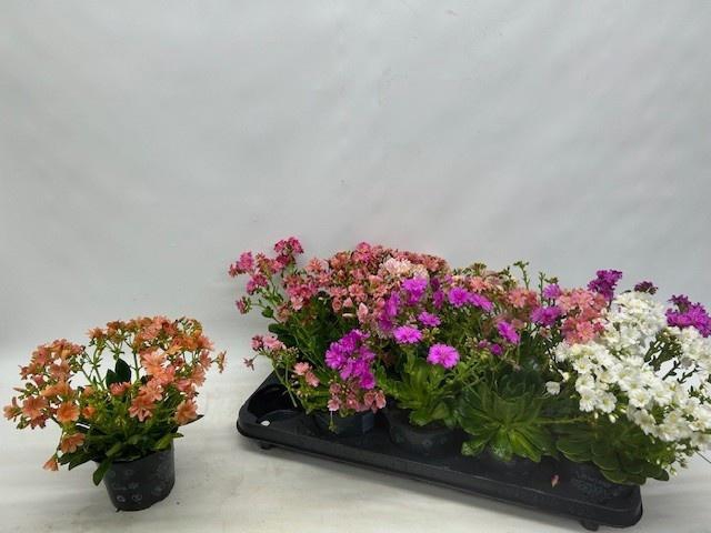 <h4>LEWI CO HAPPY CO GEM</h4>