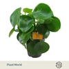 Peperomia Polybot Raindrop