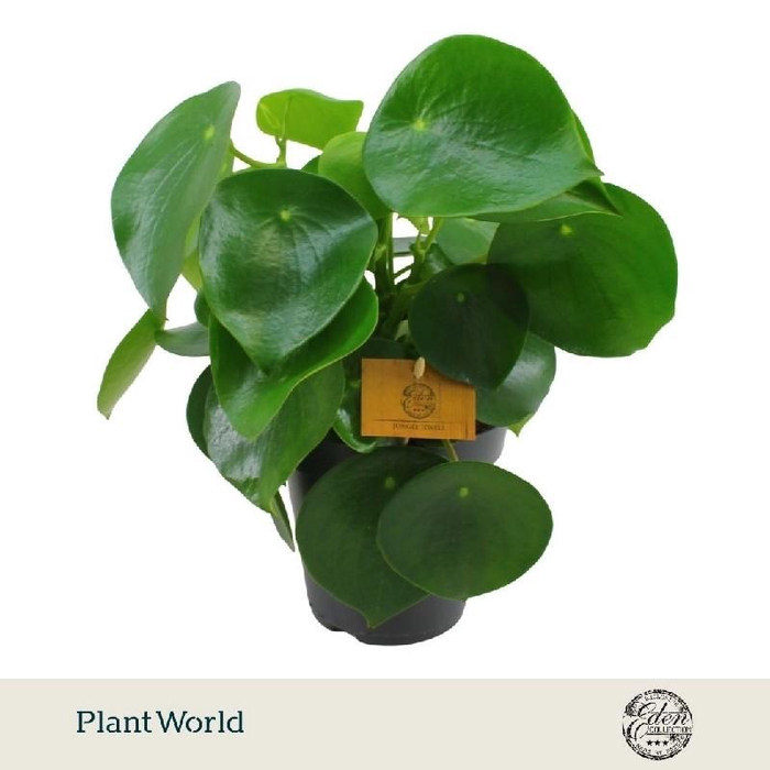 <h4>Peperomia Polybot Raindrop</h4>