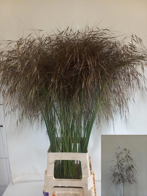 <h4>Stipa Gigantea</h4>