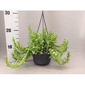 Euphorbia Ellen Beckii