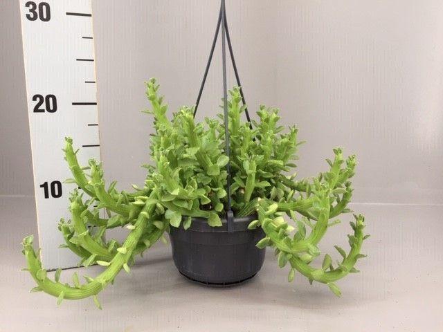 <h4>Euphorbia Ellen Beckii</h4>