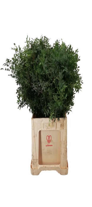 <h4>PISTACIA 60 CM</h4>