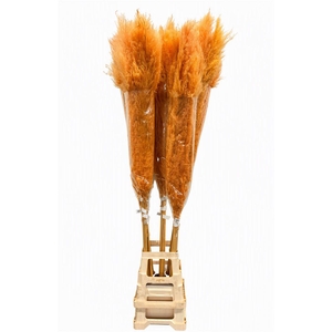 Dried Cortaderia Dadang Orange 170cm P Stem