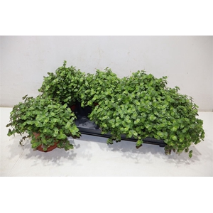 Callisia Repens