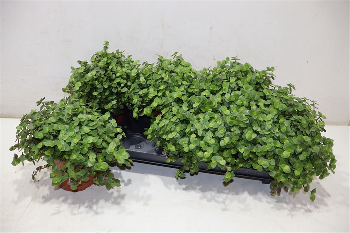 <h4>Callisia Repens</h4>