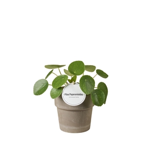 Pilea peperomoides