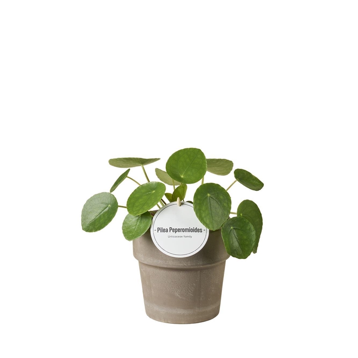 <h4>Pilea peperomoides</h4>