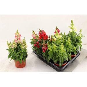 Antirrhinum majus overig