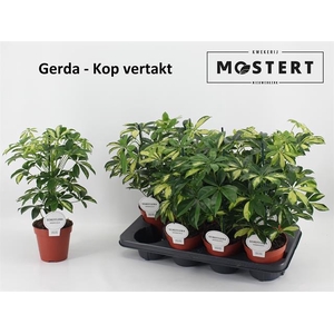 Schefflera arb. Gerda 13Ø 45cm 1pp