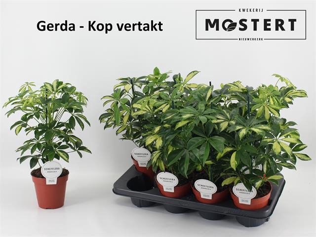 Schefflera arb. Gerda 13Ø 45cm 1pp