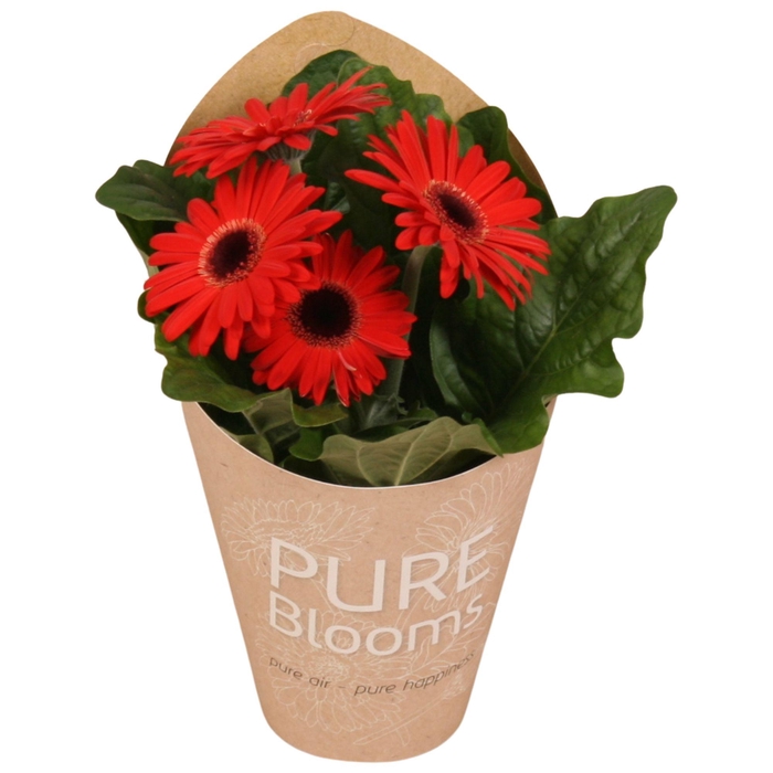 <h4>Gerbera rood 2+ bl12 cm in Pure Blooms draagtas eco</h4>