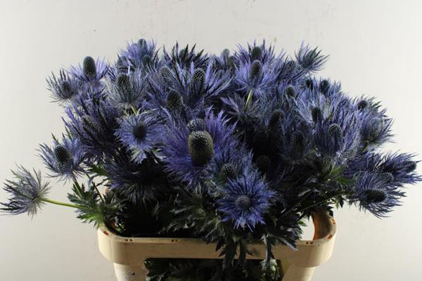 <h4>Eryng Alpinum 80/4 Kop</h4>