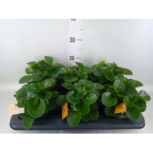 Peperomia obt. 'Green Gold'