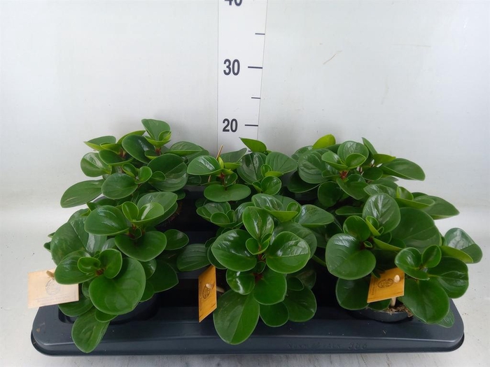 <h4>Peperomia obt. 'Green Gold'</h4>