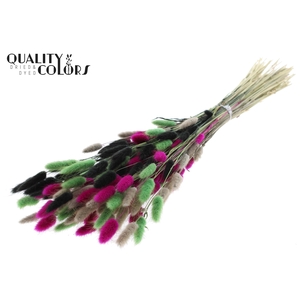 Lagurus Premium per bunch Colourful 8