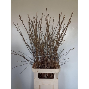 Krentebloesem P Stem