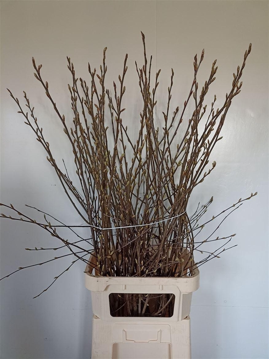 <h4>Krentebloesem P Stem</h4>