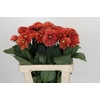 Dahlia Orange Fox