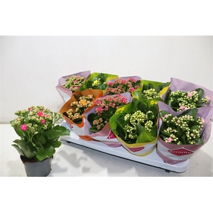 Kalanchoe Double Deluxe Mix Stadium