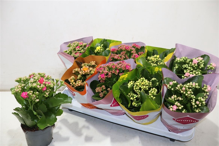 <h4>Kalanchoe Double Deluxe Mix Stadium</h4>