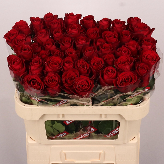 <h4>R GR MADAM RED</h4>