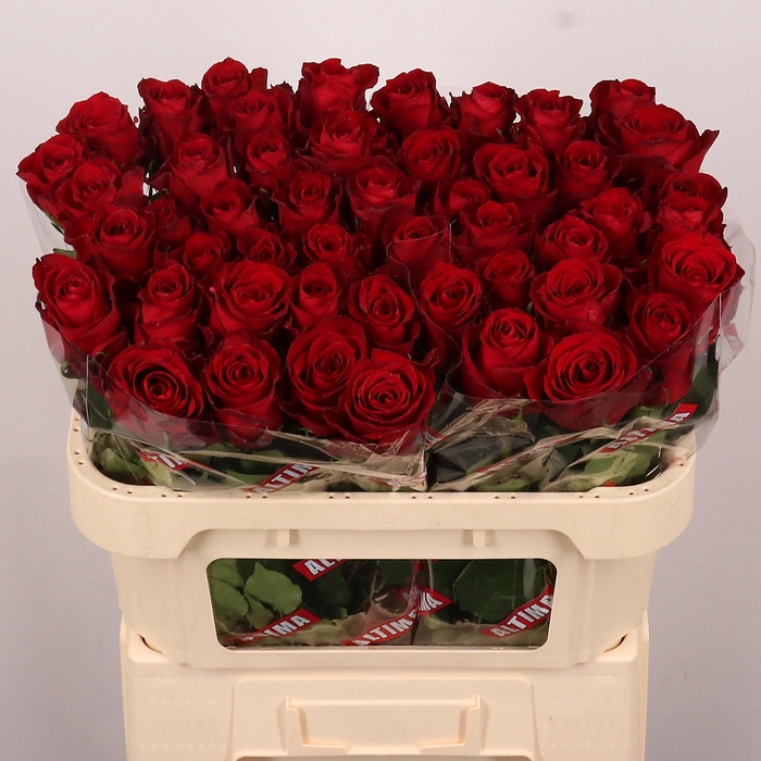 <h4>R GR MADAM RED</h4>