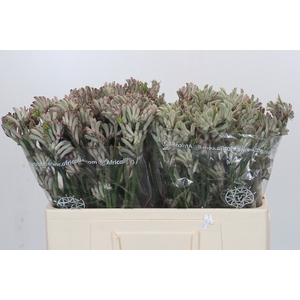 Anigozanthos Cape Gray Moss
