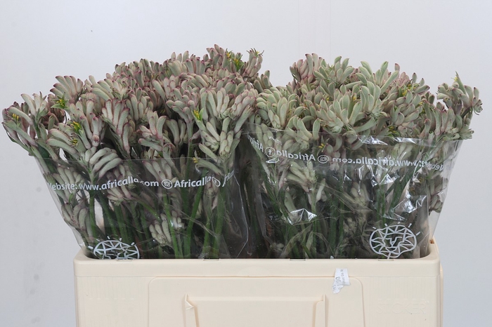 <h4>Anigozanthos Cape Gray Moss</h4>