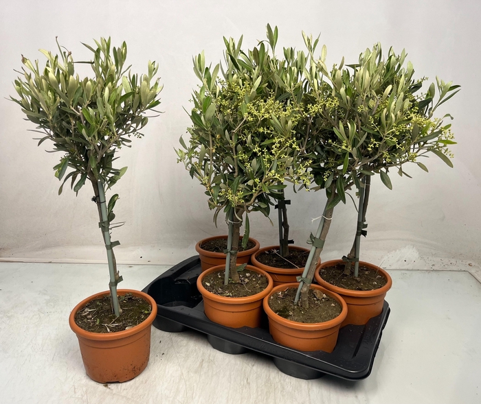 <h4>OLEA EUROPAEA</h4>