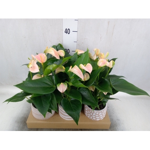 Anthurium andr. 'Joli Peach'