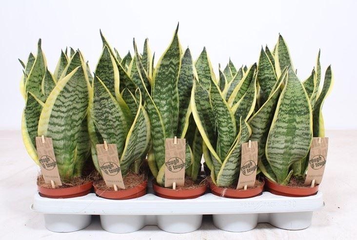 <h4>Sansevieria trifa. 'Futura Superba'</h4>