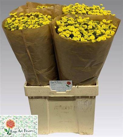 <h4>Tana Pa Amazone</h4>