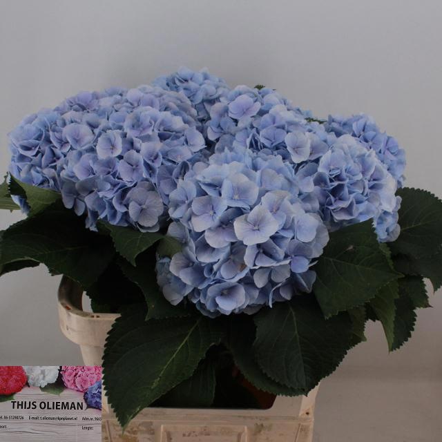 <h4>HYDR M CH VERENA BL</h4>