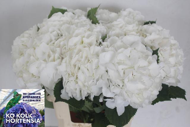 <h4>Hydr M Ch Whi Verena</h4>