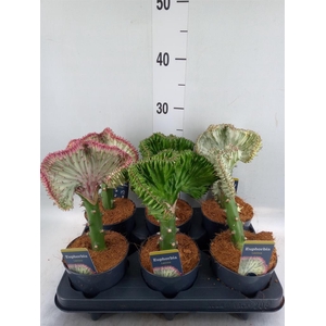 Euphorbia lactea 'Cristata'