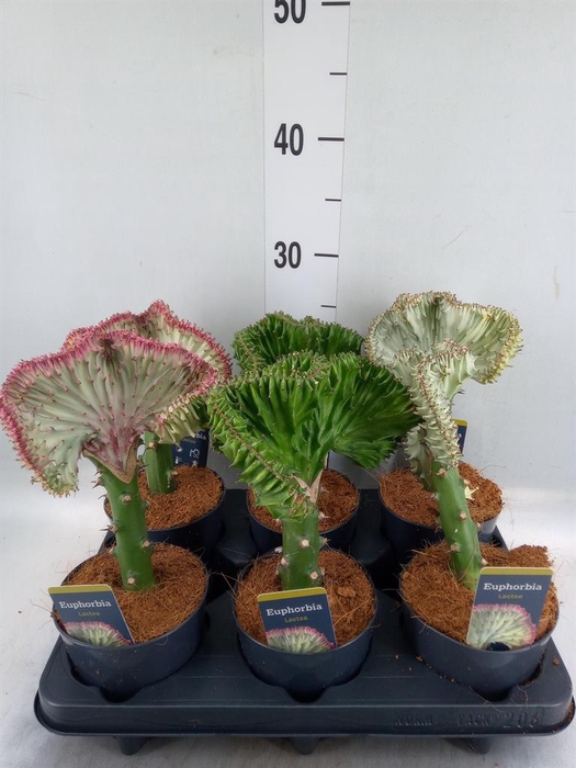 <h4>Euphorbia lactea 'Cristata'</h4>