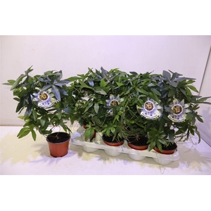 Passifl Caerulea