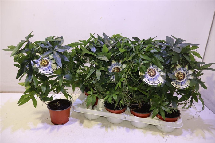 <h4>Passifl Caerulea</h4>