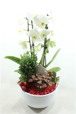 <h4>10972 Cascade Boompje</h4>