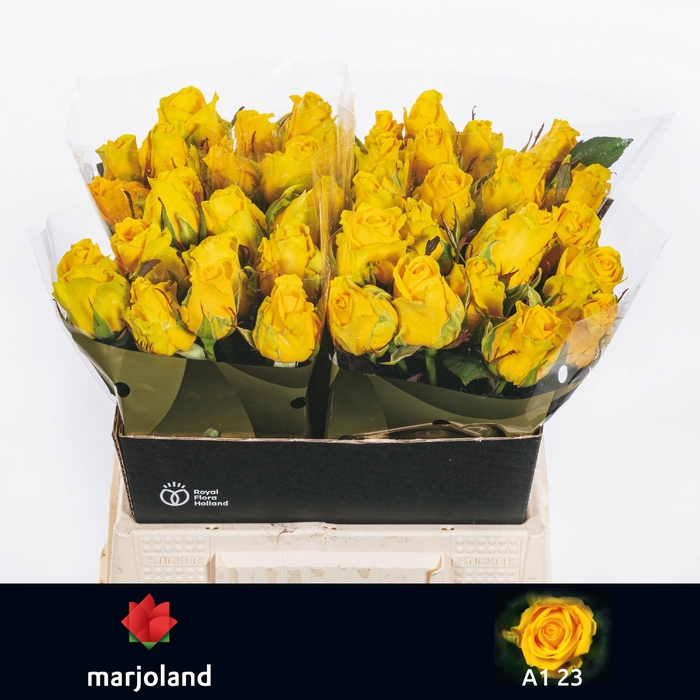 <h4>R Gr Penny Lane Marjoland 23</h4>