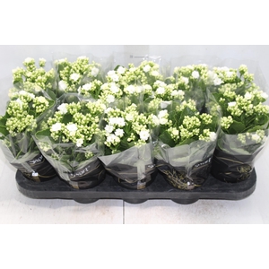 KALANCHOE DOBRADO P11 BRANCO