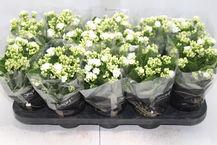 <h4>KALANCHOE DOBRADO P11 BRANCO</h4>