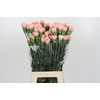 Dianthus St Sarah Pink