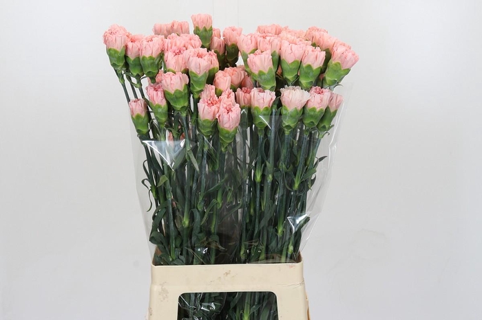 <h4>Dianthus St Sarah Pink</h4>