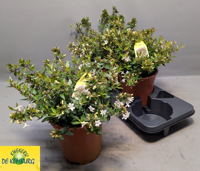 <h4>ABEL GRANDIFLORA</h4>
