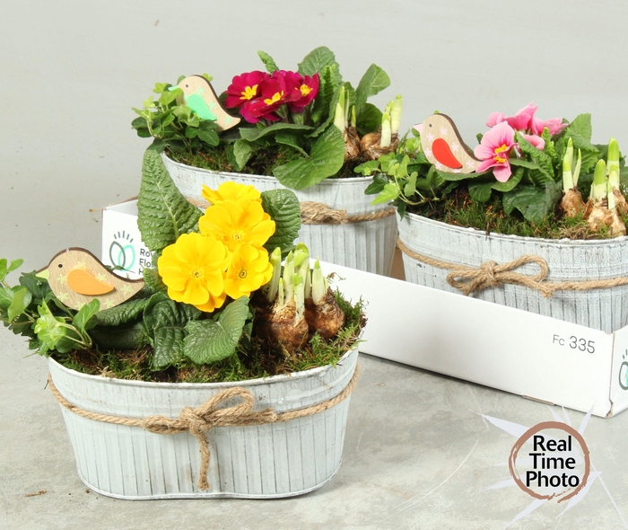 <h4>ARR TUINPLANTEN</h4>