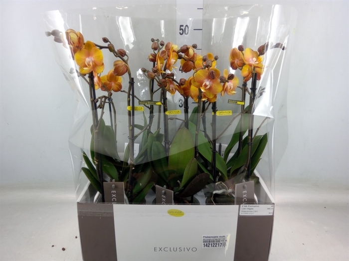 <h4>Phalaenopsis multi. 'Ant Las Vegas'</h4>